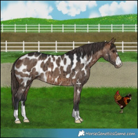 Horse Color:Bay Dun Near Leopard Brindle 