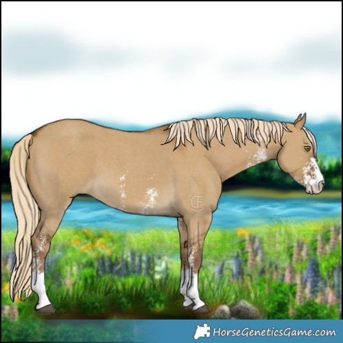 Horse Color:Chocolate Palomino Dun Sabino