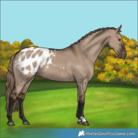 Horse Color:Liver Red Dun Appaloosa 