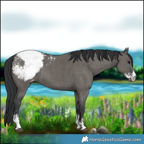 Horse Color:Grullo Sabino Snowcap Brindle