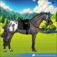 Horse Color:Smoky Grullo Appaloosa Brindle 