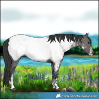 Horse Color:Grullo Sabino Near Fewspot 