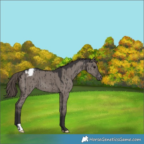 Horse Color:Smoky Grullo Appaloosa Brindle 
