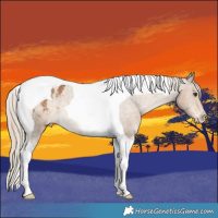 Horse Color:Chocolate Palomino Tobiano Appaloosa 