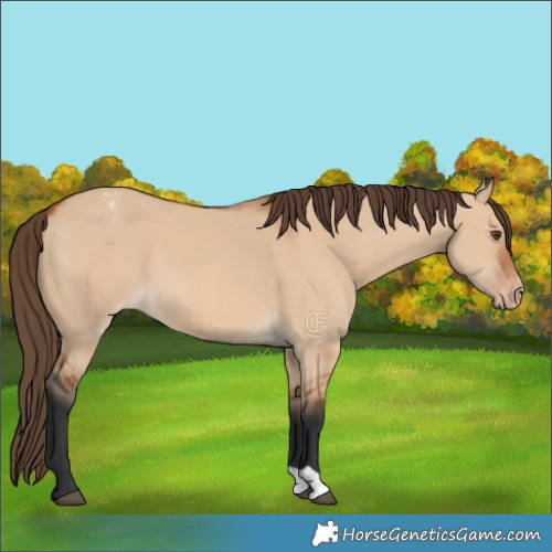 Horse Color:Bay Dun Appaloosa 