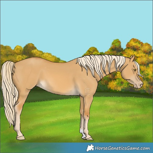 Horse Color:Palomino Dun Appaloosa 