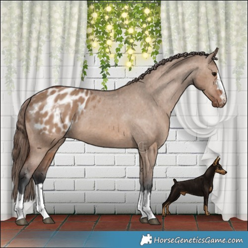 Horse Color:Brown Dun Appaloosa Brindle