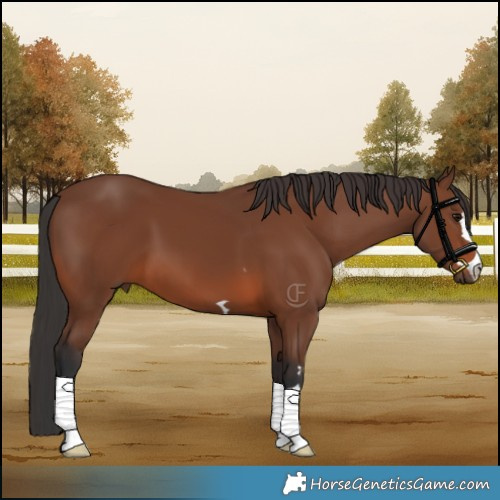 Horse Color:Brown 
