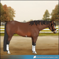 Horse Color:Brown 