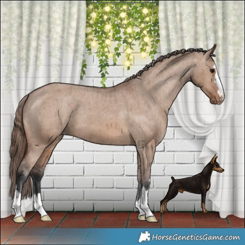 Horse Color:Brown Dun Appaloosa Brindle 