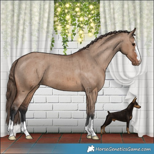 Horse Color:Brown Dun Appaloosa Brindle 