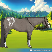 Horse Color:Grullo Appaloosa Brindle 