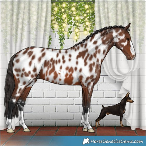 Horse Color:Brown Appaloosa