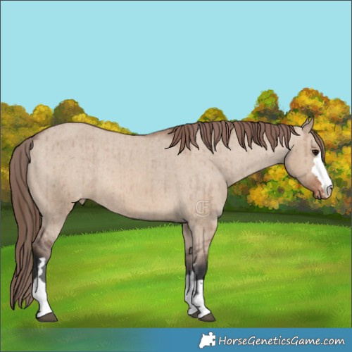 Horse Color:Brown Dun Varnish Brindle 