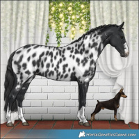 Horse Color:Black Appaloosa 