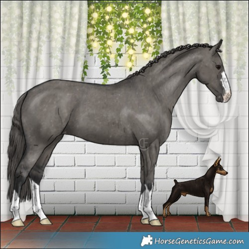 Horse Color:Grullo Appaloosa Brindle 