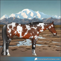 Horse Color:White Spotted Brown 