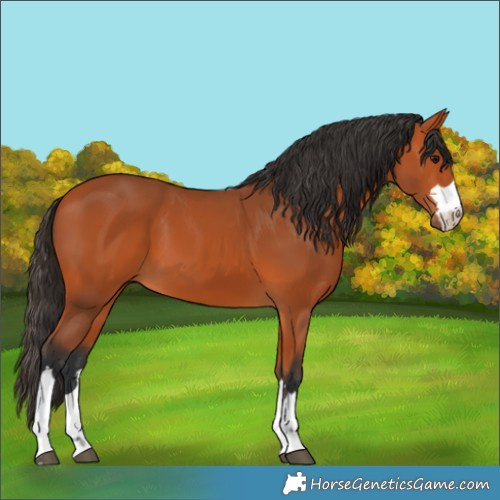 Horse Color:Bay 