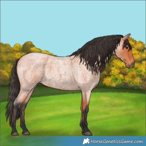 Horse Color:Bay Roan 