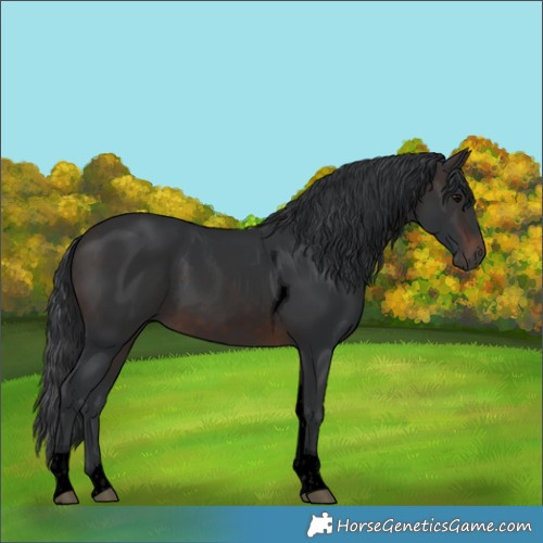 Horse Color:Void Brown Tobiano Rabicano 