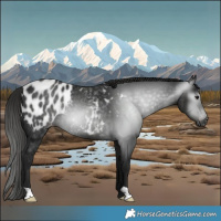 Horse Color:Gray Black Appaloosa Rabicano