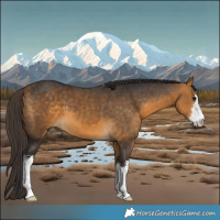 Horse Color:White Spotted Buckskin