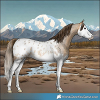 Horse Color:Buckskin Roan Splash Blanket Rabicano 