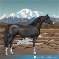 Horse Color:Smoky Black 