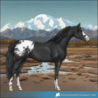 Horse Color:Black Appaloosa