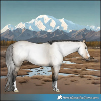 Horse Color:Gray Buckskin Dun 