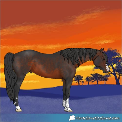Horse Color:Brown 