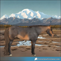 Horse Color:Buckskin Appaloosa 
