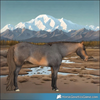 Horse Color:Buckskin Appaloosa