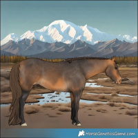 Horse Color:Buckskin Appaloosa 