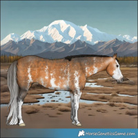 Horse Color:Gray Buckskin Sabino Splash 