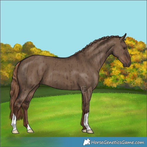 Horse Color:Liver Red Dun Brindle 