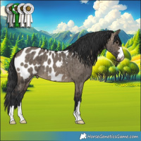 Horse Color:Brown Dun Appaloosa Brindle 