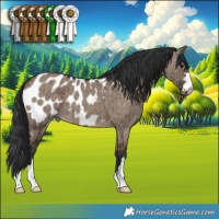 Horse Color:Brown Dun Blanket Brindle 