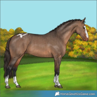 Horse Color:Brown Dun Blanket Brindle 