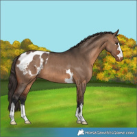 Horse Color:Brown Dun Blanket Brindle 