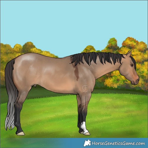 Horse Color:Bay Dun 