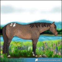 Horse Color:Bay Dun Appaloosa 