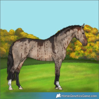 Horse Color:Bay Dun Brindle 