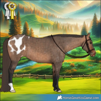Horse Color:Bay Dun Blanket Brindle 