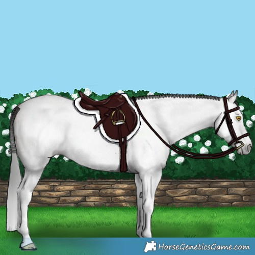 Horse Color:Gray Sable Champagne Roan Splash Frame 
