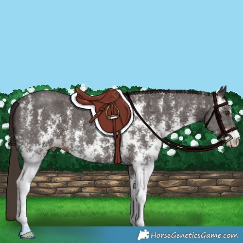 Horse Color:Liver Chestnut Sabino 