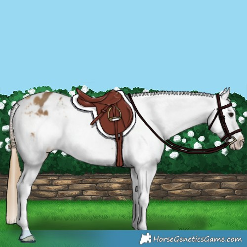 Horse Color:Buckskin Varnish 