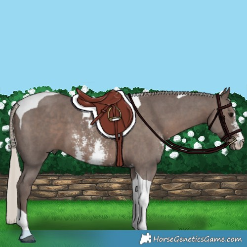 Horse Color:Silver Black Sabino Tobiano 