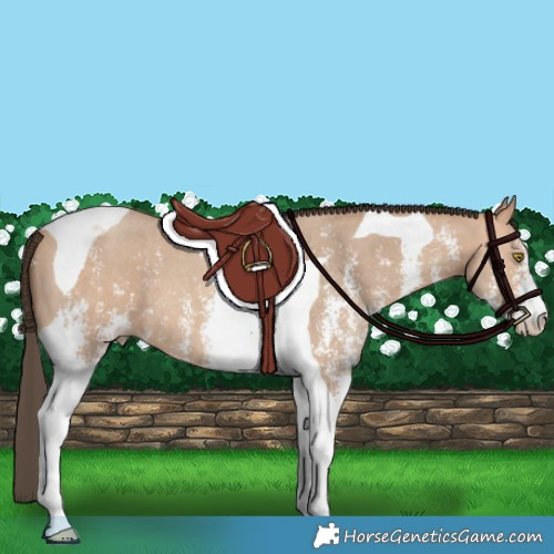 Horse Color:Amber Champagne Sabino Tobiano 