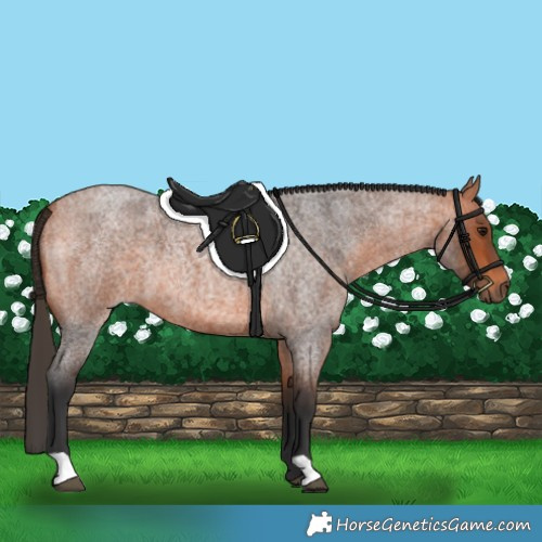 Horse Color:Bay Roan 